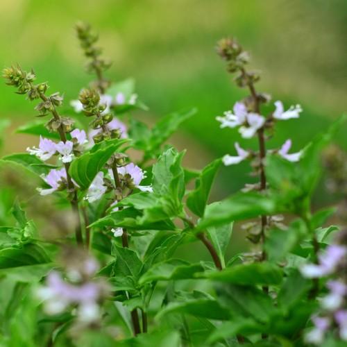 Basilicum Ocimum basilicum. De meeste telers gebruiken basilicum bladeren voordat de plant gaat bloeien.