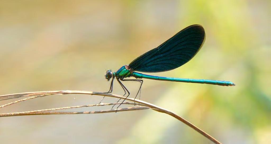 1. Inleiding Het Netwerk Ecologische Monitoring (NEM) is een samenwerkingsverband van betrokken organisaties voor de monitoring van de natuur in Nederland.