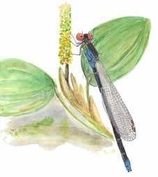 3.3 Insecten Libellen en juffers 2015 Vanwege de geringe belangstelling zijn we gestopt met het in 2009 gestarte libellenproject.
