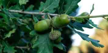 Een flinke eikenboom produceert wel 100.000 eikels en is soms wel 100 tot 120 jaar oud.