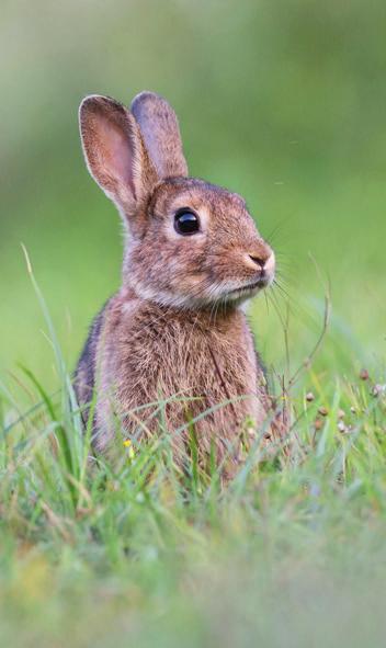 Opdracht 1 - Het konijn Inleiding Konijnen en hazen behoren niet tot de knaagdieren, maar tot de haasachtigen (of dubbeltandigen). Dit is een aparte diergroep.