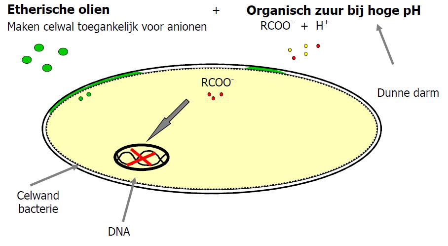 Figuur 4. Werking organische zuren i.c.m. etherische oliën. Zoals in figuur 4 is te zien maken etherische oliën de celwand toegankelijk voor het zuur.