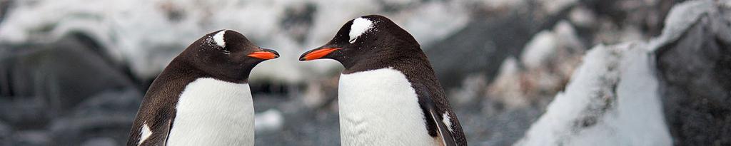 De pinguïn Iedereen weet wel wat een pinguïn is, maar bijna niemand weet dat er in totaal zeventien verschillende soorten zijn!