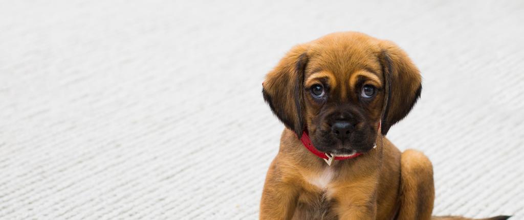 Word donateur Stichting DierNL is in het leven geroepen voor dieren. Voor het welzijn van dieren. Om precies te zijn: om het dierenwelzijn te verbeteren.