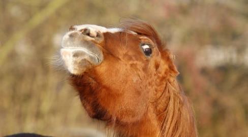 Gedrag Een paard kan niet praten zoals wij, maar een paard probeert ons alles duidelijk