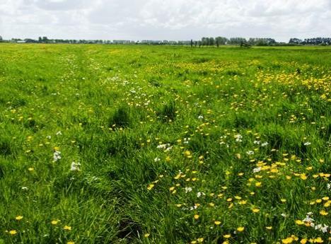 Belangrijkste oorzaken 1.