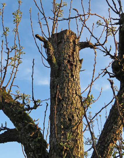 Bij deze bomen is in het verleden de top uitgezaagd om de peren makkelijker en veiliger te kunnen oogsten.