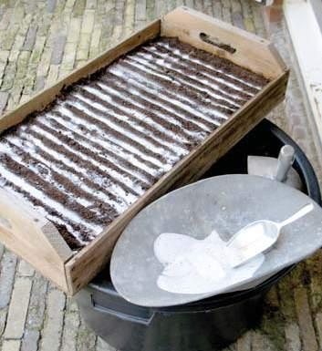 Wel er voor zorgen dat de zaaibodem vlak is en daarna even aandrukken met een klein plankje of ander vlak materiaal. Het voorkomt verschillen in vochtigheid en later onregelmatigheden in opkomst.