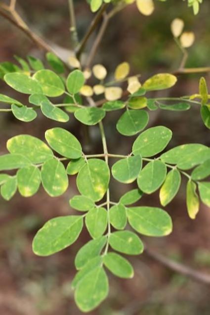 Ook de voedingswaarde van de dagelijkse maaltijd gaat door het toevoegen van Moringapoeder met grote sprongen vooruit. De aanpak van het Moringa-programma bestaat uit drie stappen.