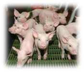 Aantal varkensbedrijven in BE : +- 7 200