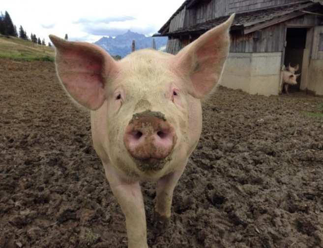 Bioveiligheidsmaatregelen toe te passen door varkenshouders in elk varkensbedrijf MAATREGELEN steeds van toepassing over gans het grondgebied 1. Infrastructuurvoorwaarden 1.