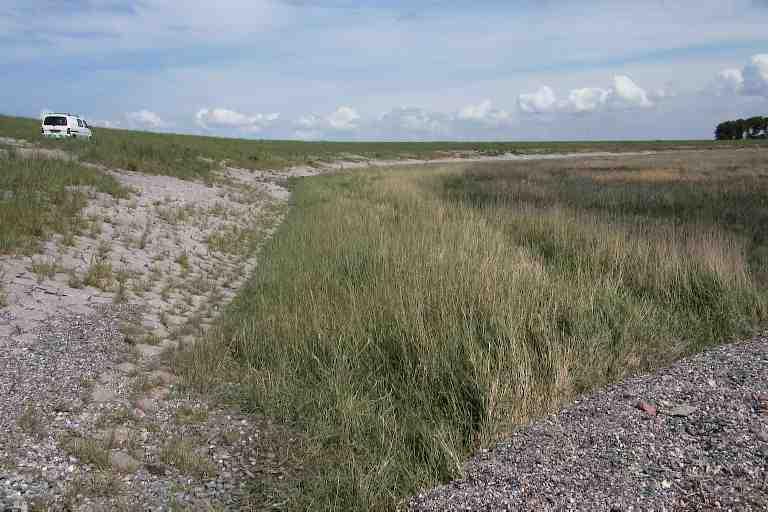 Foto 27: Proefstrook 24, duidelijk band van afwijkende vegetatie langs de dijk, dit is
