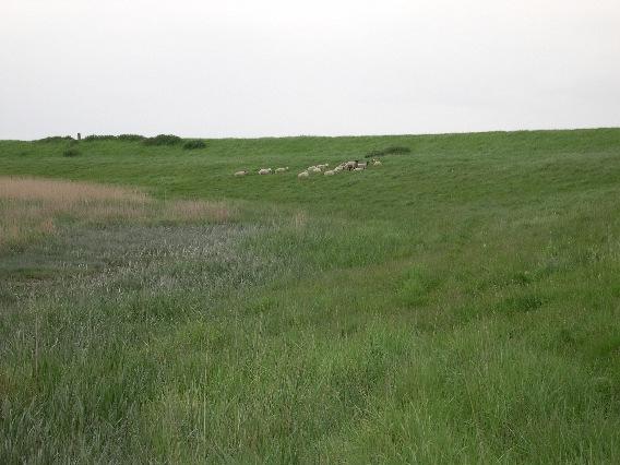 Alstein polder groene dijk jaar van uitvoering1999 Foto 40: Proefstrook 35 een