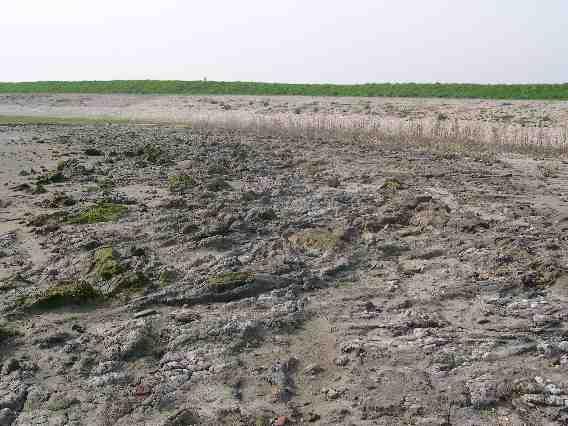 Foto 16: Proefstrook 13, vergraven schor is gevoeliger voor erosie.