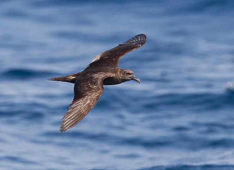 Het blijft lange tijd rustig maar dan zien we de eerste Jouanin Stormvogel. Na een tijdje zien we meerdere vogels evenals enkele Audubons Pijlstormvogels op soms korte afstand van de boot vliegen.