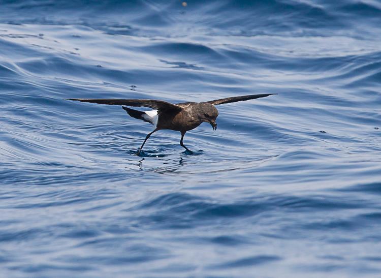 Als we uiteindelijk allemaal een dicht langs de boot vliegend Chinees Stormvogeltje zien kan het niet meer stuk.