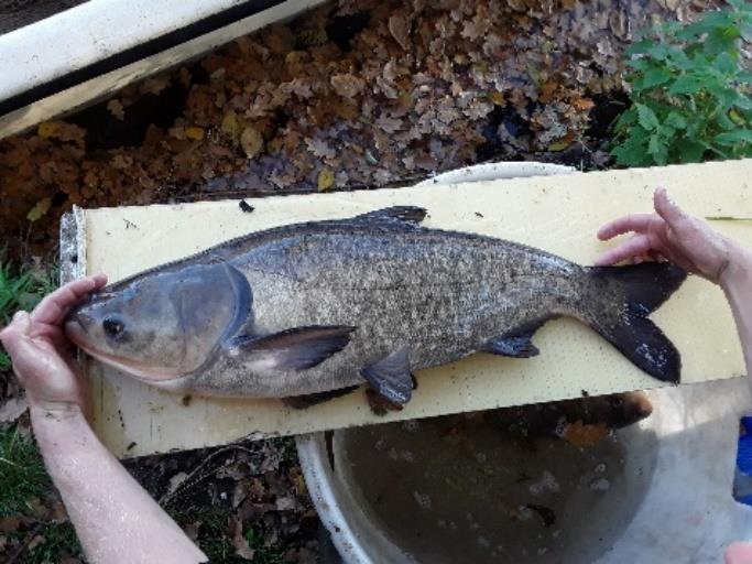 Snoek is aangetroffen in de lengteklasse 25-3 cm. Dit zijn naar verwachting met name eenzomerige exemplaren. De grootst aangetroffen snoek heeft een lengte van 75 cm.