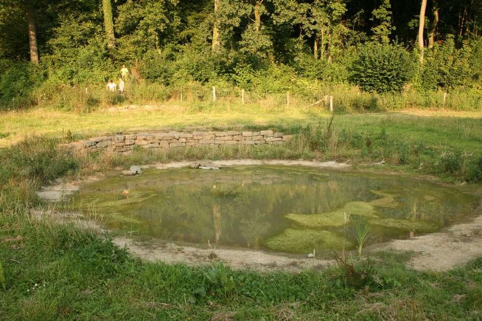 Poel in Bemelen tussen de Bemelerberg en groeve t Rooth waar al snel vroedmeesterpadlarven in gevonden werden.