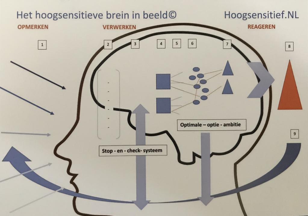 3. Reageren: HSP zijn meer op actie gericht en raken sneller overprikkeld door informatie. Stap 8. Reageren Stap 9.