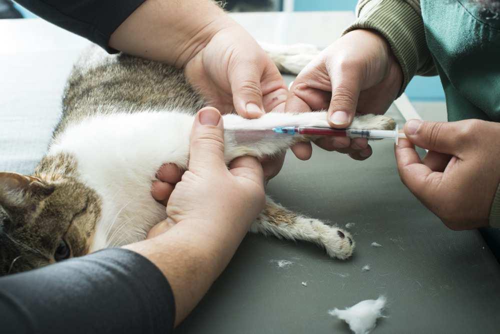 Er is mogelijk ook een kleine kans dat besmetting optreedt door een nauw sociaal contact binnen een groep katten, waarbij de katten elkaar wassen.