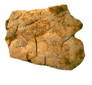 Koeweide-Trierveld 101 Figuur 12.2 Cribra cranii op een schedelfragment van spoor 106 (Veselka 2015).