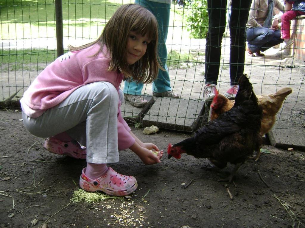 Opdracht 1 De kippen van de school.