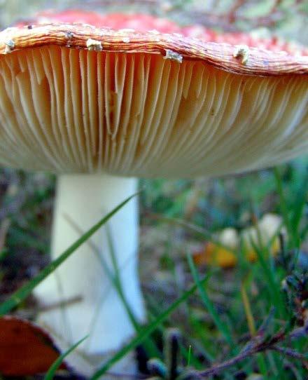 Doordat schimmels even hard alle kanten opgroeien komen de paddenstoelen vaak in een rondje boven de grond; een heksenkring.