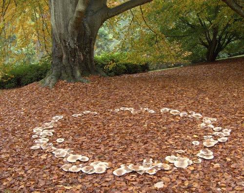 In het midden van de kring zit onder de grond verstopt het centrum van de paddenstoelen.