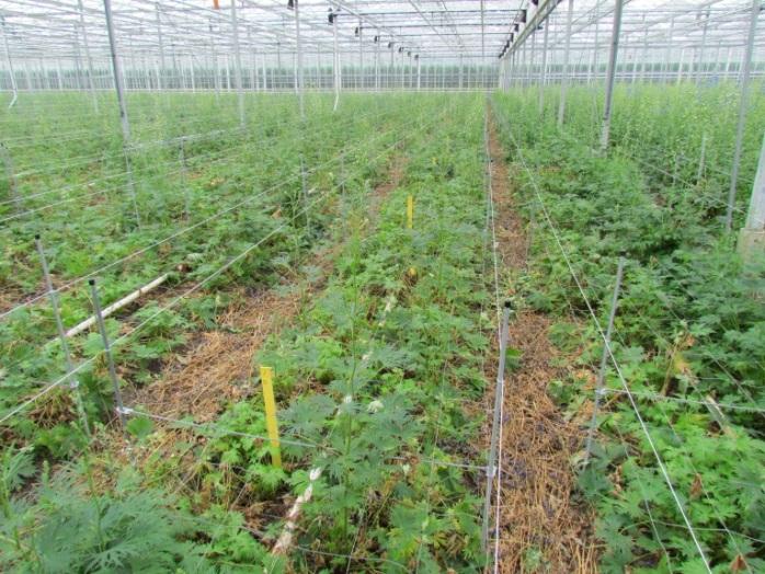 Overzicht van de veldproef waarin fungiciden zijn getest tegen Rhizoctonia solani in Delphinium. 4.2.