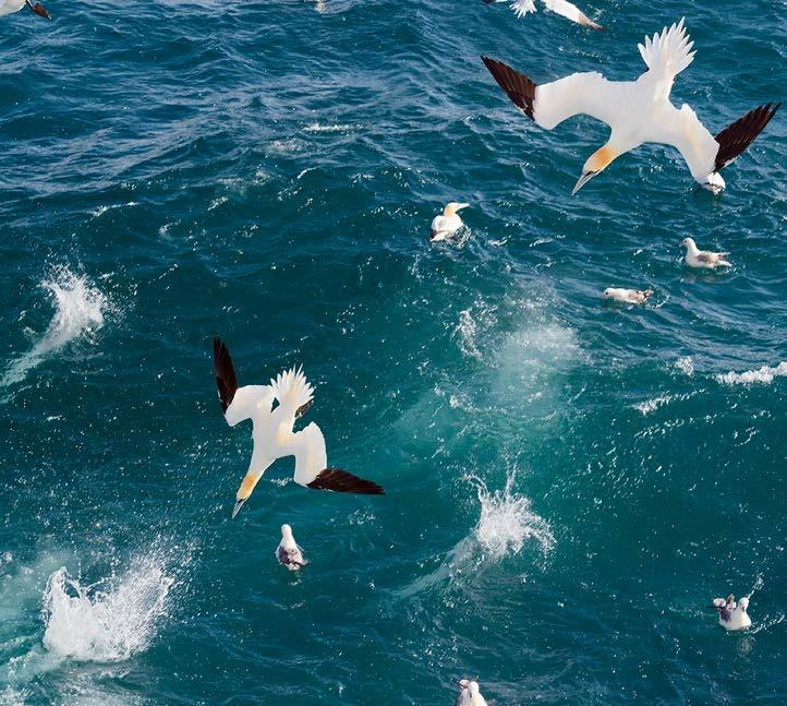 Communicatie Voor Stichting De Noordzee is communicatie in de eerste en laatste plaats een middel tot impact: onze communicatie versterkt onze lobby voor een gezonde Noordzee.