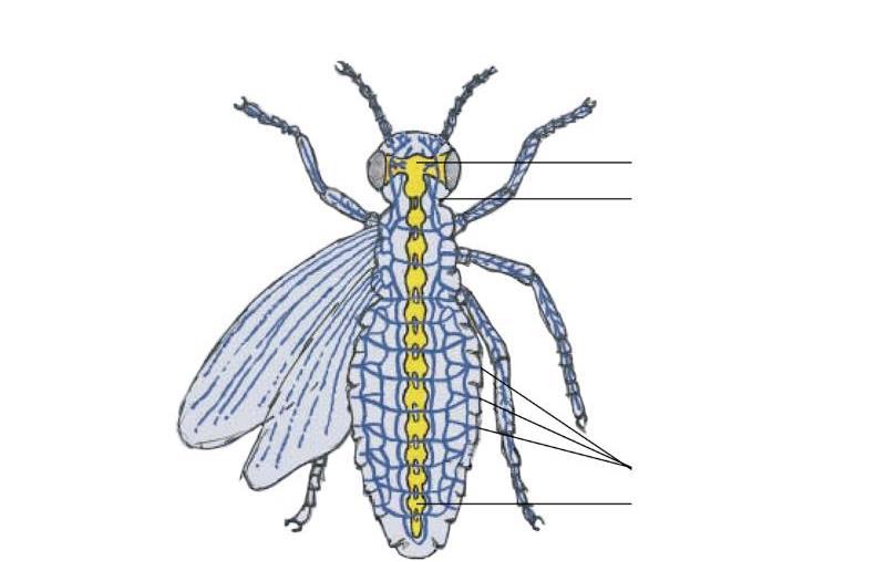 Zenuw- & luchtwegenstelsel bij insecten hersenen