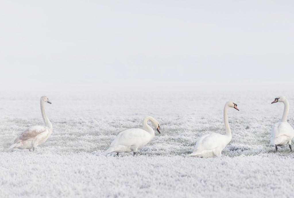 De zachte winter had van half februari tot begin maart een ijskoude staart. Vooral voor de kievit was dit vreselijk.