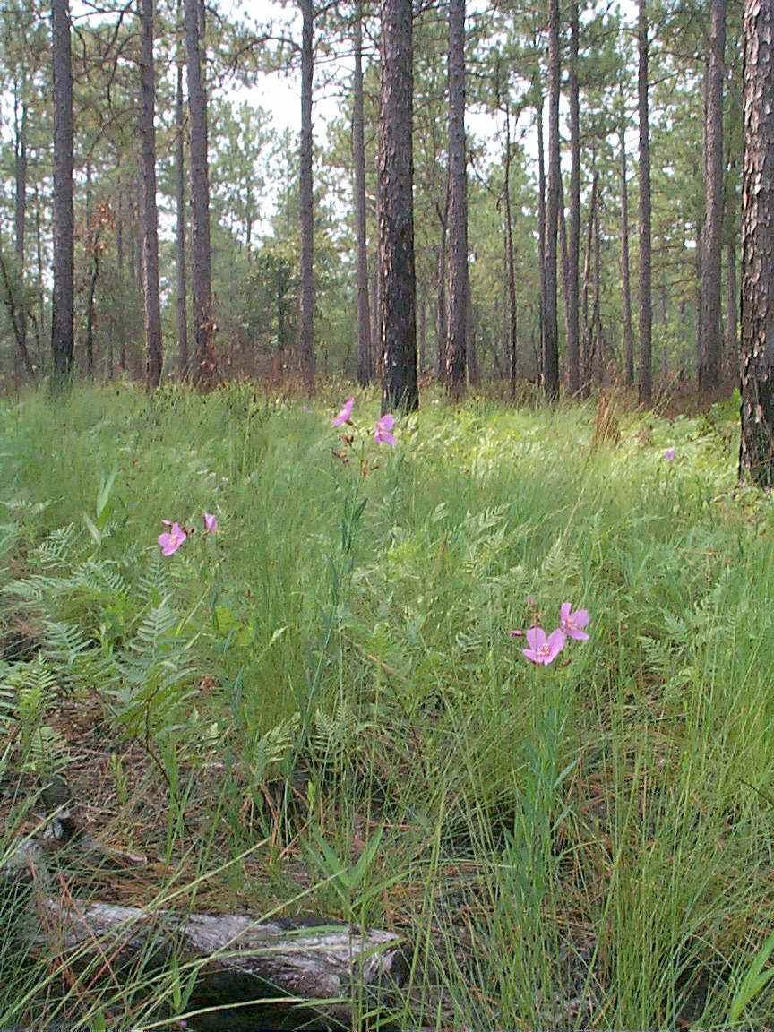 Ecosysteem een ruimtelijke eenheid in de natuur, bestaande