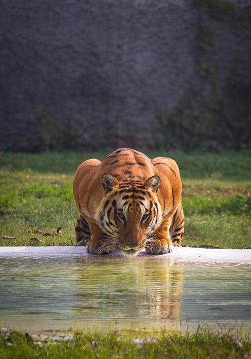 Wat eet een tijger Tijgers zijn vleeseters en eten het liefst herten en wilde zwijnen. Hiermee zorgen ze ervoor dat er niet te veel grazers in de omgeving komen die alles kaalvreten.