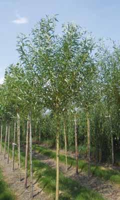 Salix sepulcralis Tristis 12-14 14