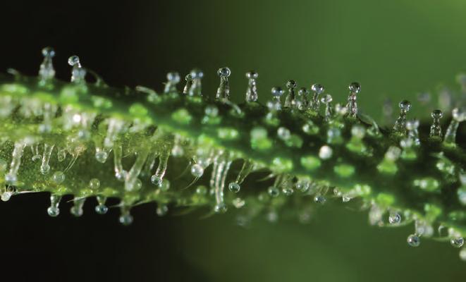 In diverse cannabis planten en producten van over de hele wereld zijn er al meer dan 500 inhoudstoffen de chemische componenten aanwezig in de plant gevonden.