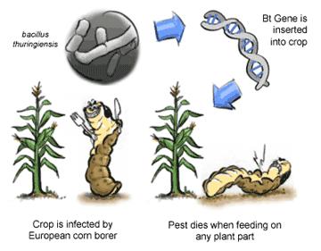 Voorbeelden meest gebruikte GMO