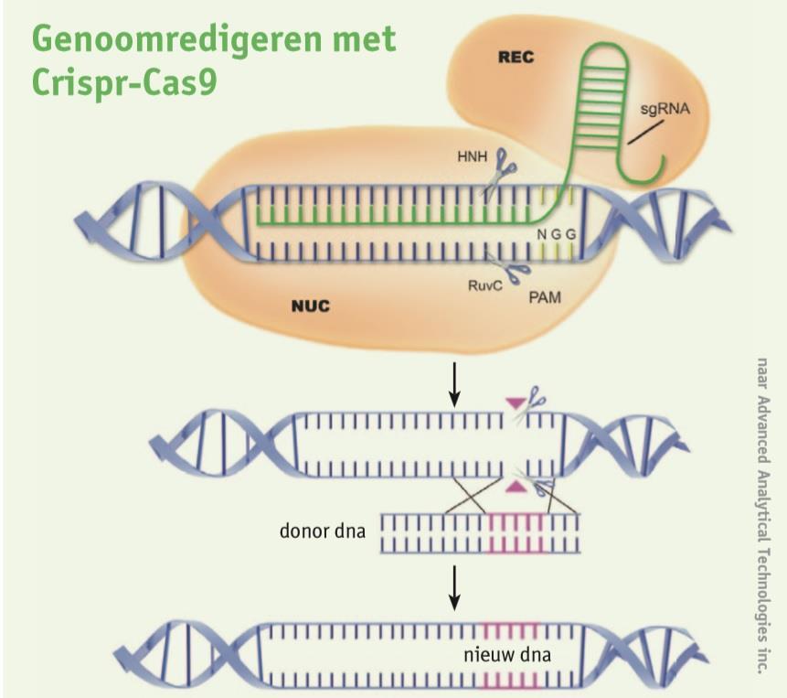 CRISPR-Cas9 Eenvoudig en precies DNA aanpassen Moleculaire zoekmachine en