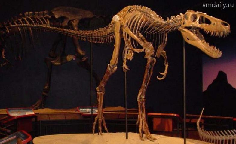 Tyrannosaurus rex Jane De dinosaurus die de naam Jane kreeg werd in 2001 gevonden.