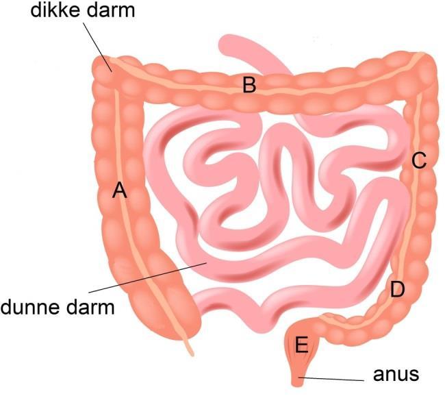 A: opstijgende dikke darm (= colon ascendens) B: dwarse dikke darm (= colon transversum) C: afdalende dikke darm (= colon descendens) D: S darm of kronkeldarm (= sigmoïd) E: endeldarm (= rectum).