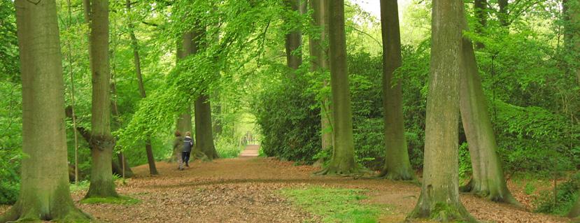 Je komt volledig tot rust aan de rand van de vijver of langs het uitgestrekte grasland. De paden in het Gentbos kunnen er modderig bij liggen.