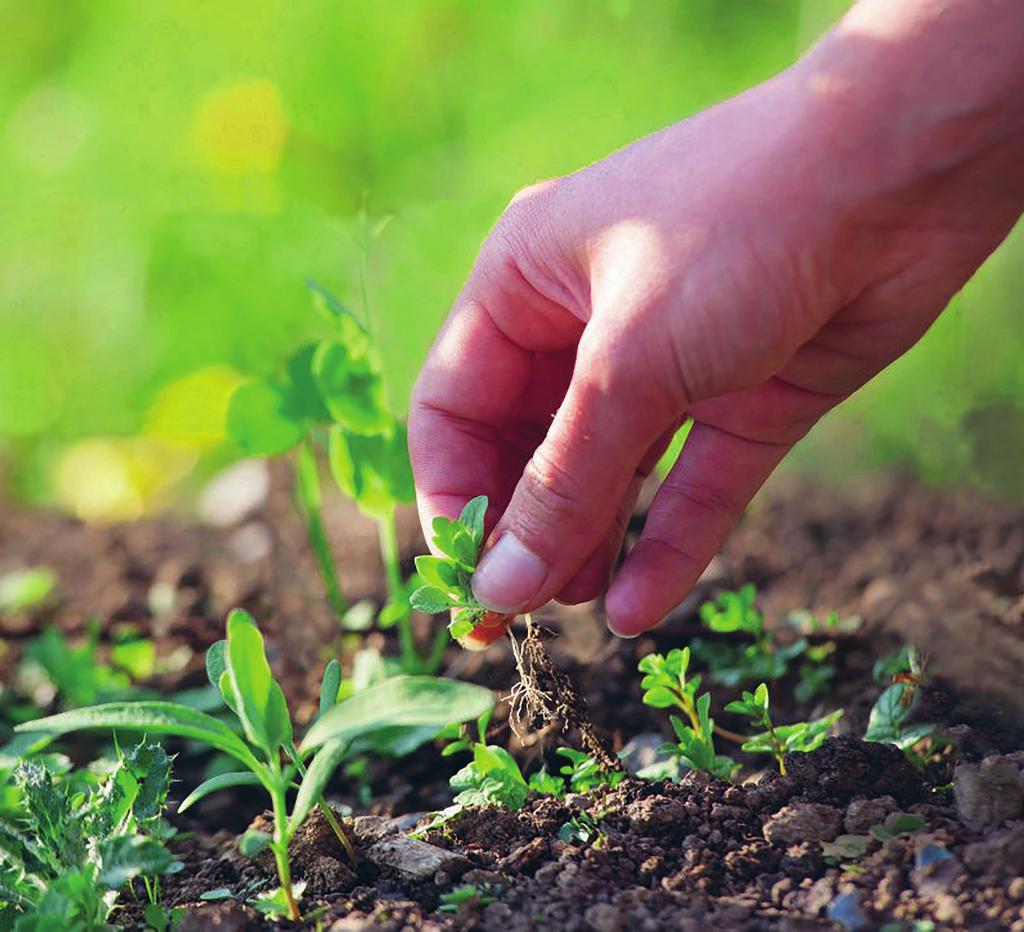 Wat de een ziet als onkruid, vindt de ander een aanwinst voor de tuin. Met deze gids zijn wilde planten al in een vroeg stadium gemakkelijk te herkennen.