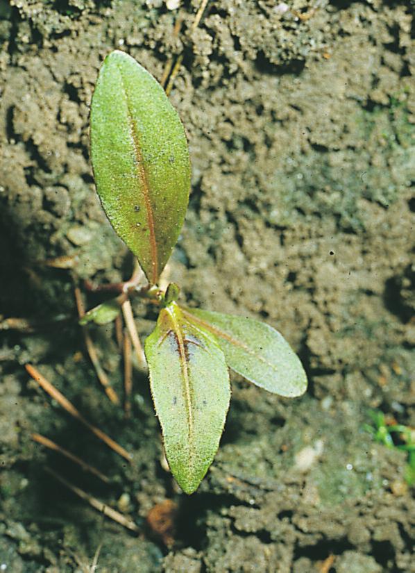 Onkruiden herk (1) 2015(Nieuw)_ Onkruiden herk (1) 2004 16-12-15 13:45 Pagina 30 Perzikkruid Polygonum persicaria Let bij de kiemplant van perzikkruid vooral op de bladverhoudingen.