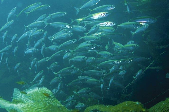 Kijk maar eens naar de timing van lente en de coördinatie van de natuur op dit fenomeen. Alle organismen zijn ingespeeld op elkaar en eenieder heeft de prioriteiten op orde.