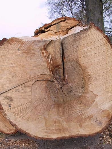 kappingen natuurlijke bosomvormingen introduceren of bevoordelen hoogwaardige en