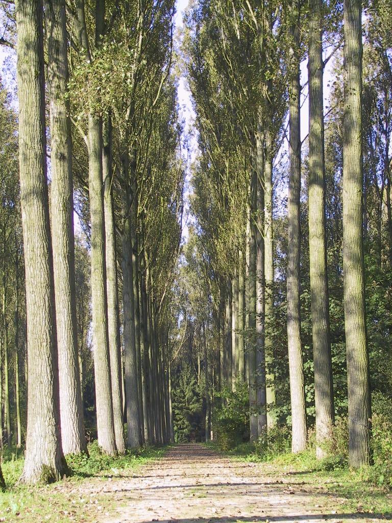Beheer bosgerelateerde bomenrijen Aparte benadering met als doelstellingen Onderhoud deel dreven en andere bomenrijen (deels als oude bomen) Vervanging/verjonging deel dreven en