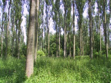 Lork is bij naaldboomsoorten meest voorkomende soort: houtvolume van 13,25 m³/ha