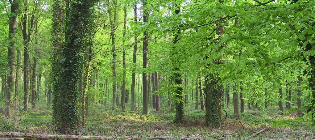 Krachtlijnen beheervisie integraal bosbeheer duurzaam, evenwichtig en gespreid kapbeheer bos overeenkomstig plaatsomstandigheden beheren inheemse en streekeigen soorten een grotere verscheidenheid