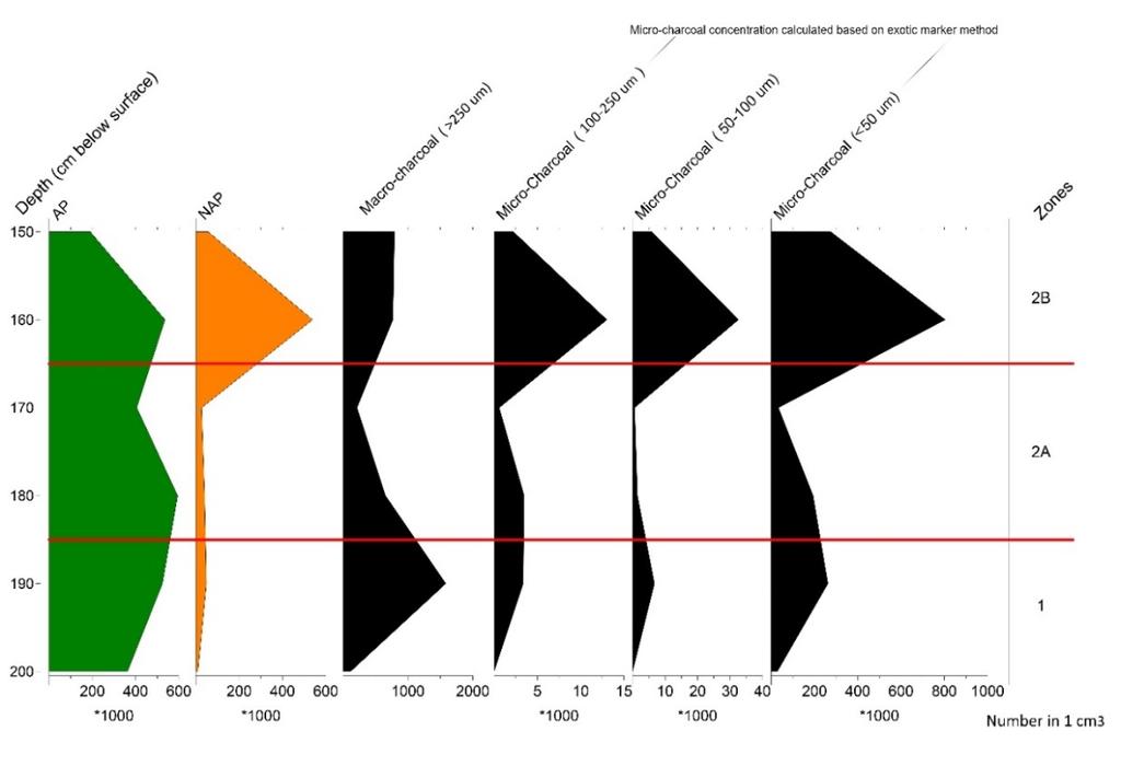 Alle concentratie-waarden zijn in het pollendiagram gedeeld door 100 of 100 (voor elk taxon gespecificeerd op de X-as).