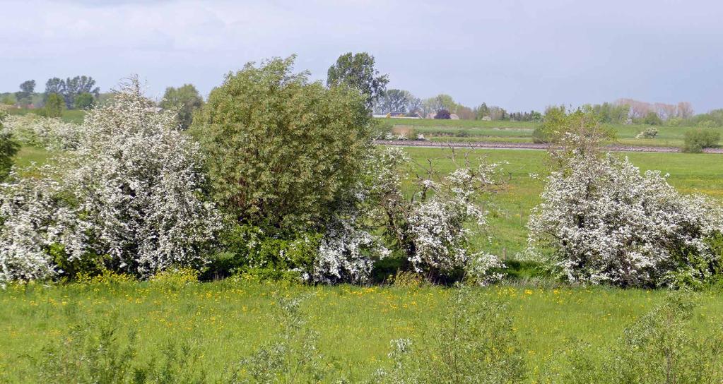 griend en gemengd loofhout, zorgt voor rust in de plas.